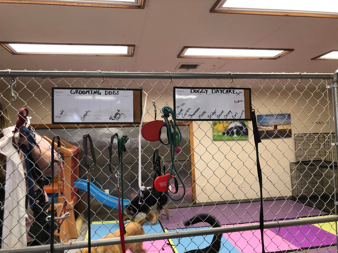 Mission Mountain Pet Service Inc.: 11 7th Ave W, Polson, MT 59860
